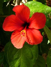 Hibiskusblüte von Ulrike Kröll