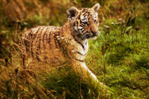 Tiger cub by Sam Smith