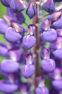 Purple Lupin von Ruth Baker