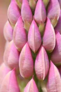 Pink Lupin von Ruth Baker