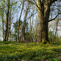 Beneath the Beech von David Tinsley