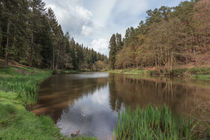 Spring at Soudley Ponds von David Tinsley