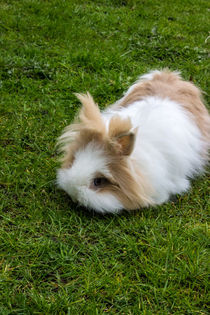 Löwenkopfkaninchen von Dennis Stracke