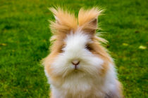 Da guckt der Osterhase Löwenkopfkaninchen von Dennis Stracke