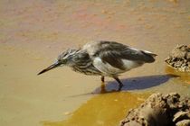 Der Vogel im Matsch by ann-foto