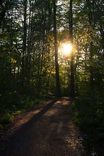 Durch den Wald von sylbe