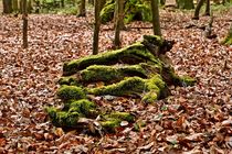 Natur hoch zwei von leddermann