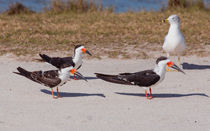  Black Skimmers At Attention von John Bailey