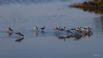 Avocet Search Party von John Bailey