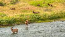 The Elk Crossing von John Bailey