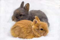 Klein und flauschig Hasen Babys Löwenkopfkaninchen by Dennis Stracke