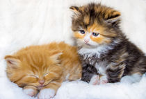 Zwei kleine Sofakissen Maine Coon Katzen by Dennis Stracke