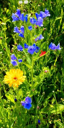 Wiesenblumen by gscheffbuch