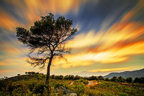 Lonely tree von Maxim Khytra