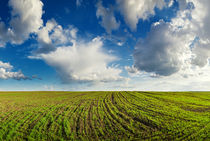 Spring field  von Maxim Khytra