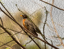 American Robin on a Branch by John Bailey