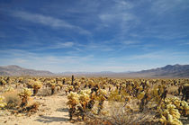 Joshua Tree - National Park von Martin Krämer