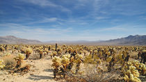 Joshua Tree - National Park (wide version) von Martin Krämer