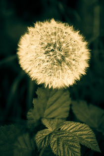 Pusteblume by sylbe