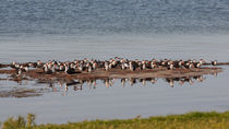 Black Skimmer Convention von John Bailey