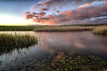 Duck Ponds by Dave Wilkinson