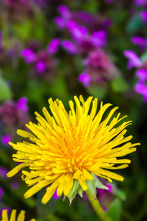 Löwenzahn Blüte im Frühling by Dennis Stracke