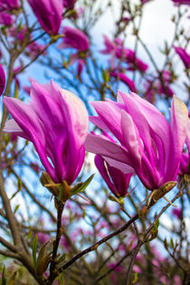 Magnolia liliiflora, Lilienblütige Magnolie von Dennis Stracke