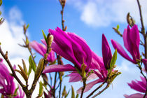 Magnolia liliiflora, Lilienblütige Magnolie von Dennis Stracke