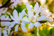 Sternmagnolie (Magnolia stellata) Blüten von Dennis Stracke