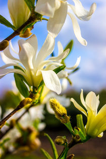 Sternmagnolie (Magnolia stellata)  Blumen Bild von Dennis Stracke