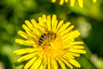 Fleissiges Bienchen auf dem Löwenzahn von Dennis Stracke