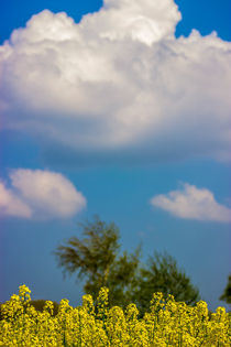 Raps in blauen Himmel by Dennis Stracke