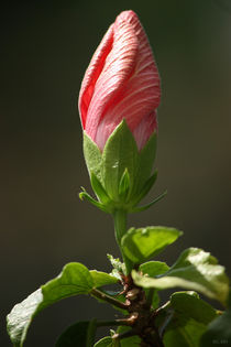 pink hibiscus by meleah