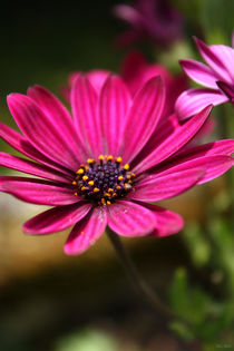 pink cape daisy von meleah