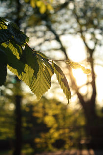 Leaves von sylbe