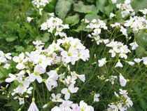 Wiesenschaumkraut von Heike Rau