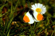 Aurorafalter Gänseblümchen Tautropfen - orange tip butterfly daisy dewdrop by mateart