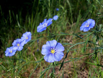 Blue von kourai