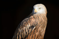 Red Kite Portrait von Andy-Kim Möller