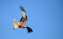 Flying Red Kite No 1 von Andy-Kim Möller