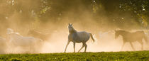 The arabian horse von Andy-Kim Möller