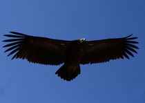 Black Eagle - Himalayas - Nepal by Aidan Moran