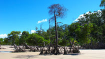 Mangrove am Amazonas by reisemonster