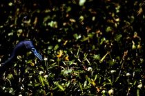 Little Blue Heron by Dan Richards