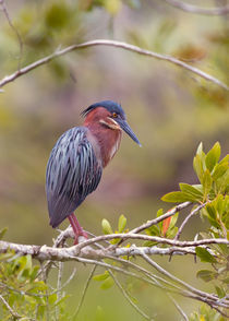 The Green Heron At Blue Hole von John Bailey