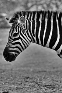 Zebra No. 003 by leddermann