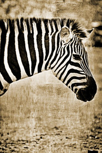 Zebra Nr. 004   -   RETRO von leddermann