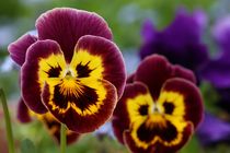 pansies by mark severn