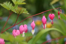 bleeding heart by mark severn