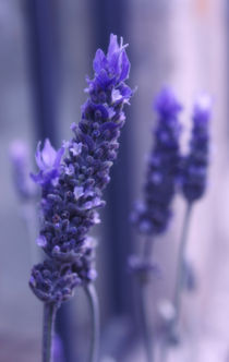 Smells like lavender von labela